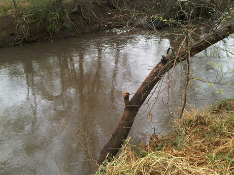 Cleaning rivers